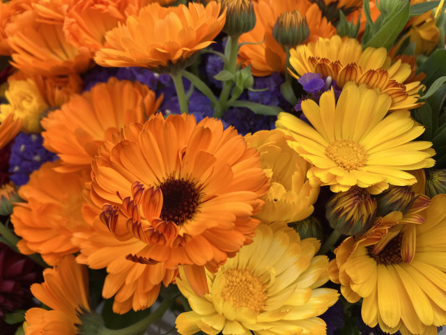 Orange and yellow calendula blooms, fully open, with a bit of statice. 