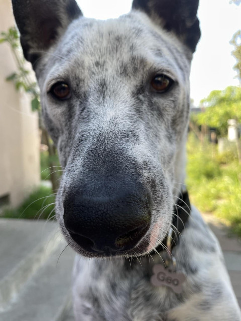 Blue heeler pup looking right at camera. His nose looks huge from the angle. 