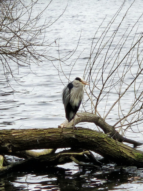 Wasser, ein Baumstamm ragt hinein, darauf sitzt ein Reiher