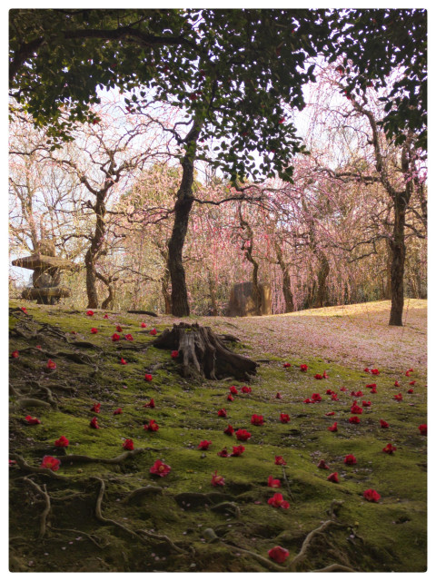 Jonangu garden in Kyoto with plum trees with blossoms, most of which are on the ground making it pink in the distance. The foreground is green moss covered ground with roots all in the shade of tsubaki (camellia) trees, with red tsubaki flowers dotting the green mossy ground
#Japan #Photography #Kyoto