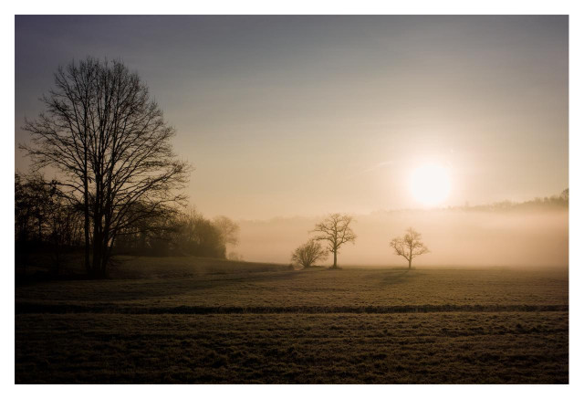 This is a serene landscape photograph capturing a misty sunrise over an open field. In the foreground, a vast grassy field stretches across the image, its surface dew-covered, with subtle rows suggesting it might be a mowed area. The grass is rendered in muted golden-brown tones due to the low light. Silhouetted against the glowing sky are several leafless trees, indicating late autumn or winter. On the left side stands a prominent large tree with a broad, branching canopy of bare limbs. Further into the midground, three smaller solitary trees emerge from the mist, their dark silhouettes creating a sense of depth and isolation. A thick layer of soft, golden-tinted fog blankets the middle and background, partially obscuring a distant tree line on the horizon. The sun, low in the sky on the right side, appears as a bright, diffused orb, casting a warm, hazy light that gradients the sky from pale blue at the top to soft orange and yellow near the horizon. The overall atmosphere is calm, ethereal, and peaceful, evoking a sense of quiet solitude in nature.