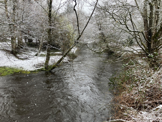 Light snow flakes drifting down into a lazily flowing stream whose banks and overhanging trees are dusted with snow. 