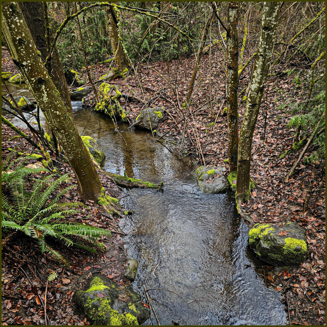 Looking down at Ravenna Creek
The creek is extremely clear and shallow. It is running between mossy rocks and mossy trees, with a large fern in the foreground. There is underbrush in the background with a mixture of shrubs and ferns. The banks are covered with a thick layer of last autumn's leaves, in shades of reddish brown and tan. The gray sky is reflected in the water.
Ravenna Park, Seattle, Washington