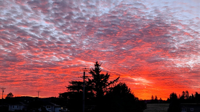 A bright red sunrise is surrounding a copse of trees dark at the bottom of the frame. 