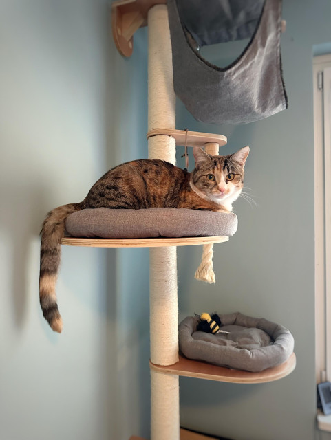 En sköldpaddsfärgad katt ligger i ett katträd och tittar mot kameran.