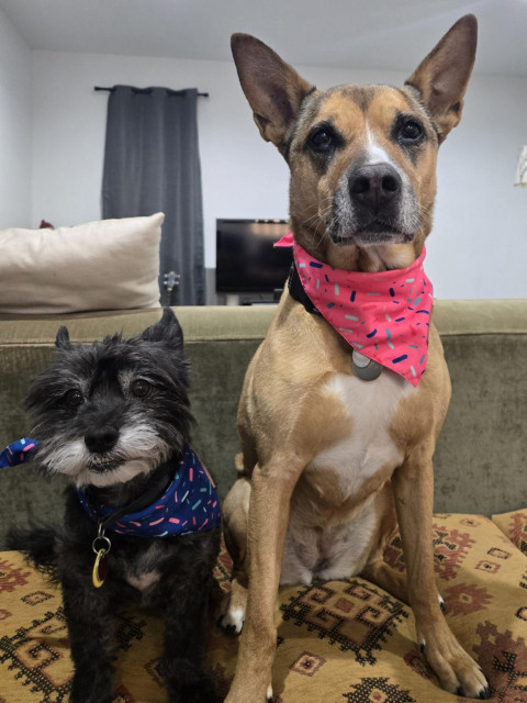 Lil black dog on the left with a blue birthday scarf. Big tannish Reddish dog with a pink birthday scarf. Sitting on a bench with a tan and red patterned cushion