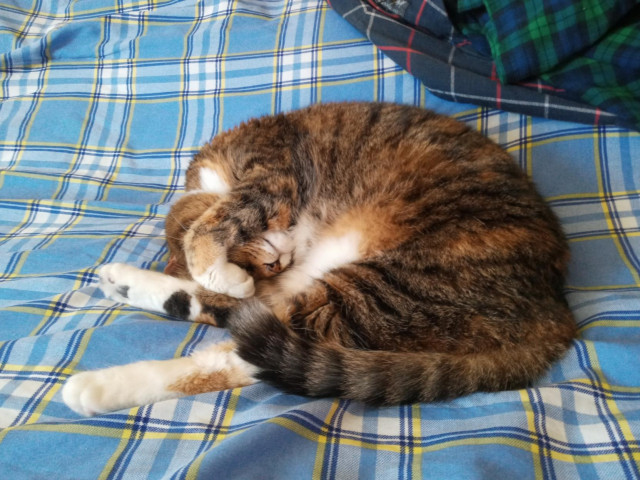 Photo of Bella, a tabby with orange, white, and black patches, curled up all shrimp-like on a blue and yellow flannel bedspread in the sun with her little leggies sticking out and her paw curled over her face.