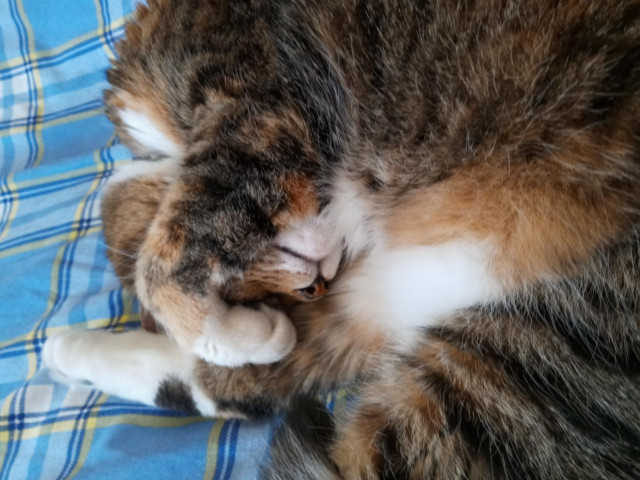 Photo of Bella in the same position, but up close, focusing on the center of her shrimp roll.