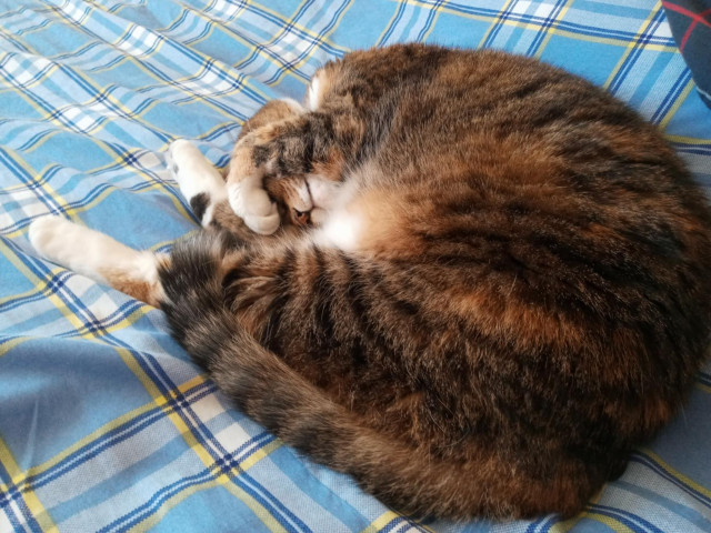 Photo of Bella in the same position, but from behind her.