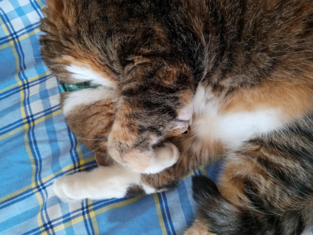 Photo of Bella in the same position, but focused on the paw over her face and the leg her head is pressed against.