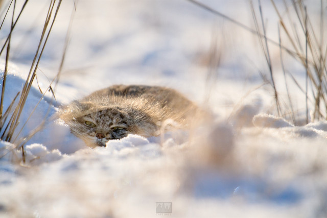 A Pallas cat

Photo by Ryan Aw
Sony A1 ii, Sony 400mm f/2.& GM + 2x TC