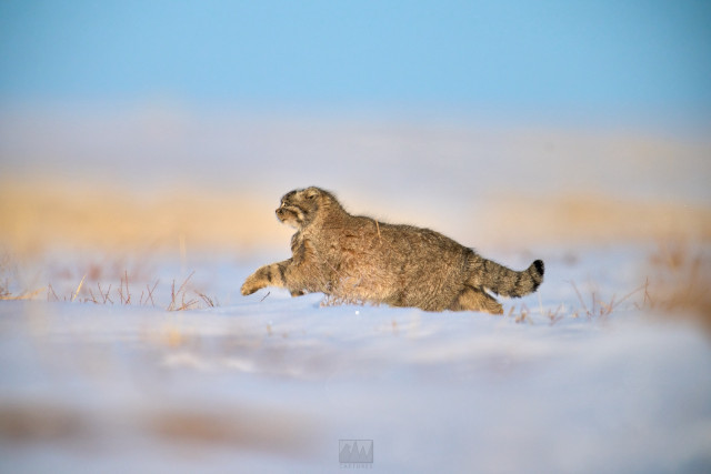 A Pallas cat

Photo by Ryan Aw
Sony A1 ii, Sony 400mm f/2.& GM + 2x TC