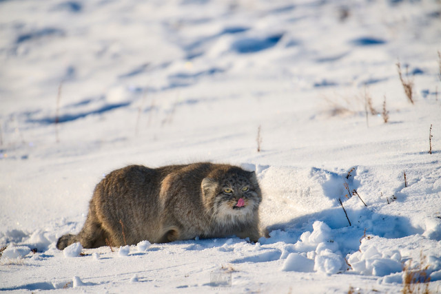 A Pallas cat

Photo by Ryan Aw
Sony A1 ii, Sony 400mm f/2.& GM + 2x TC