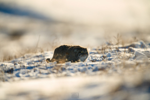 A Pallas cat

Photo by Ryan Aw
Sony A1 ii, Sony 400mm f/2.& GM + 2x TC