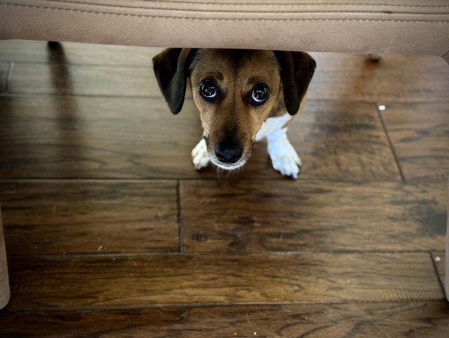 A dachshund hiding under a chair giving the camera big puppy dog eyes. 