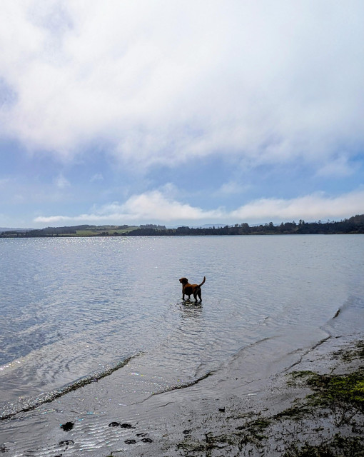 Golden lab is getting her feet wet on the shore of Humboldt Bay.