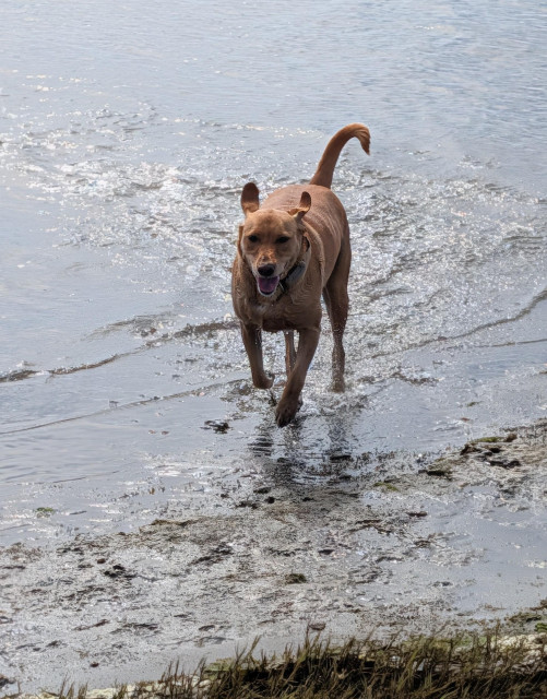 Golden lab is running along the shoreline of the bay where the water is shallow 