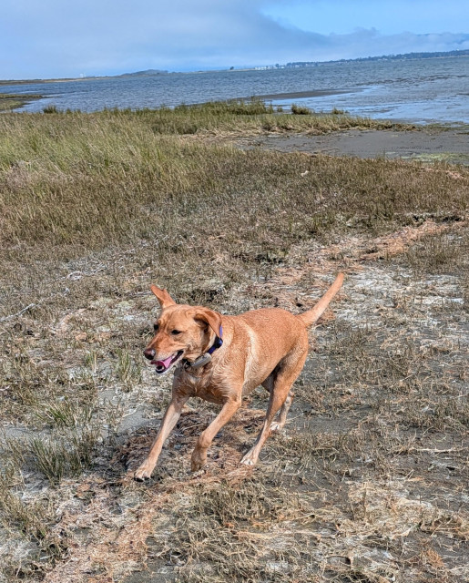Golden lab is running around willy nilly on the shore of the bay. Sort of muddy. 