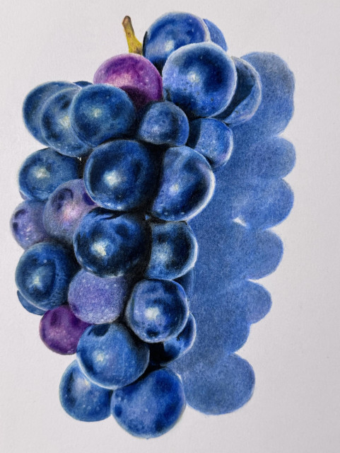 Color pencil drawing of a cluster of grapes. Most are ranging from light to dark blue, few immature grapes are still purple colored. 