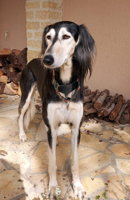 A black and white grizzle male Saluki stands on a stone patio in front of stacked firewood, long silky ears framing an elegant face with warm amber eyes. He wears a colourful patterned collar and gazes calmly to one side in the sunshine.