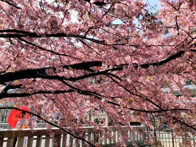 Admiring the early blossoming sakura at Modori-bashi.