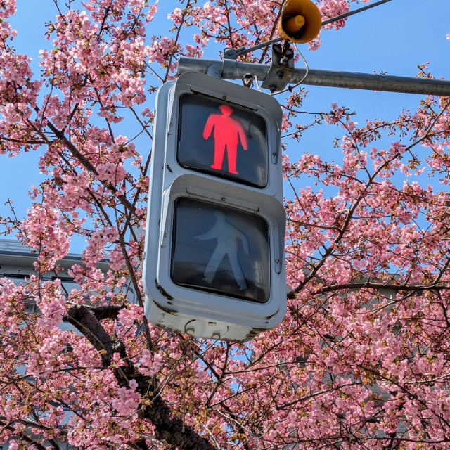Traffic signal adorned with gorgeous pink cherry blossoms.