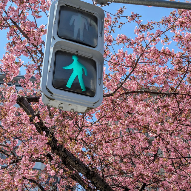 Traffic signal adorned with gorgeous pink cherry blossoms.