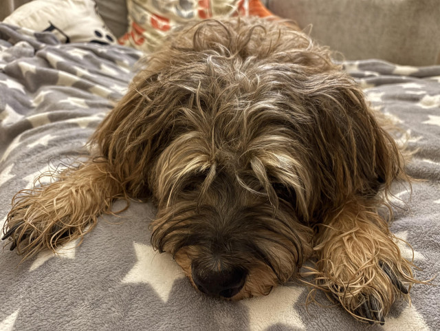 Dog sitting on a blanket on a sofa.