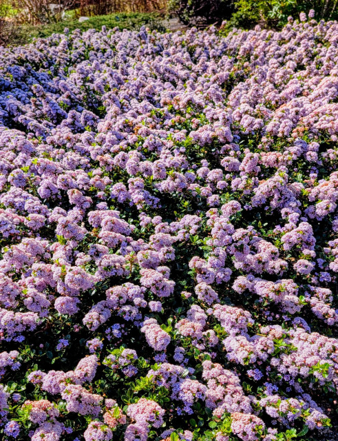 These look like some kind of lilac and were very fragrant. Bees were all over the purple flowers. A huge ground cover type plant. 