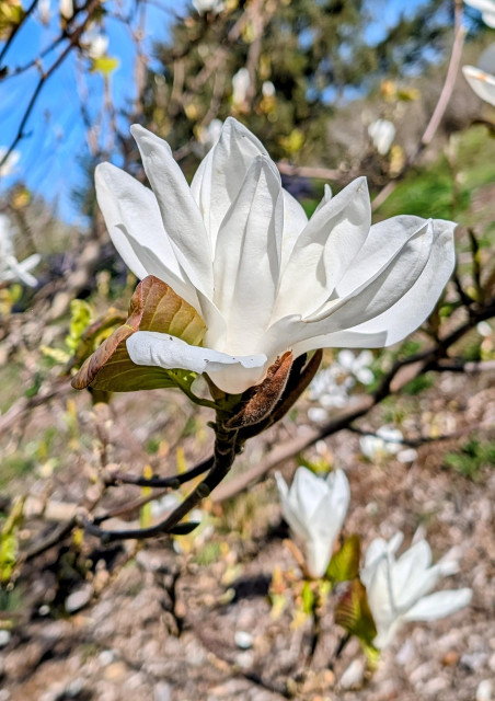 A white flower on a tree that is bare of leaves.
