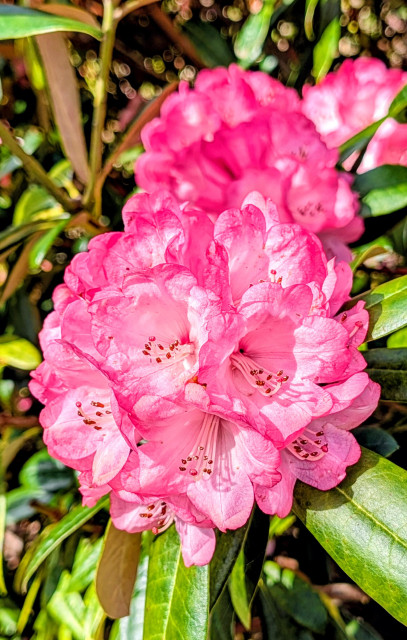 A pink and white early blooming rhododendron. 