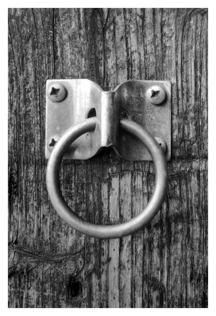 This is a black-and-white close-up photograph of a sturdy metal hitching ring mounted on a very old, heavily weathered wooden barn wall. The wood shows a rough, deeply cracked texture. The grain runs straight up and down like long wrinkles. You can feel how old and worn the wood is: there are splits, peeling patches, dark knots, and areas where the surface has eroded. Right in the center sits a rectangular metal mounting plate, solidly fixed to the wood with four screws — one at each corner — each with a clear star-shaped head. The metal plate itself is a bit shiny in places but also shows tarnish, scratches, and the patina of long use. Attached to the middle of this plate is a large, thick, perfectly circular metal ring. The ring dangles freely downward, smooth and solid, big enough to easily loop a lead rope or reins through. The lighting creates sharp contrast: the bright metallic hardware stands out strongly against the dark, textured wood. The photo is tightly framed so nothing else is visible — just this simple, practical piece of farm equipment. Overall feeling: rugged, reliable, and full of character. It’s exactly the kind of ring you would find on an old stable or barn to safely tie up a horse while brushing, feeding, or saddling it.