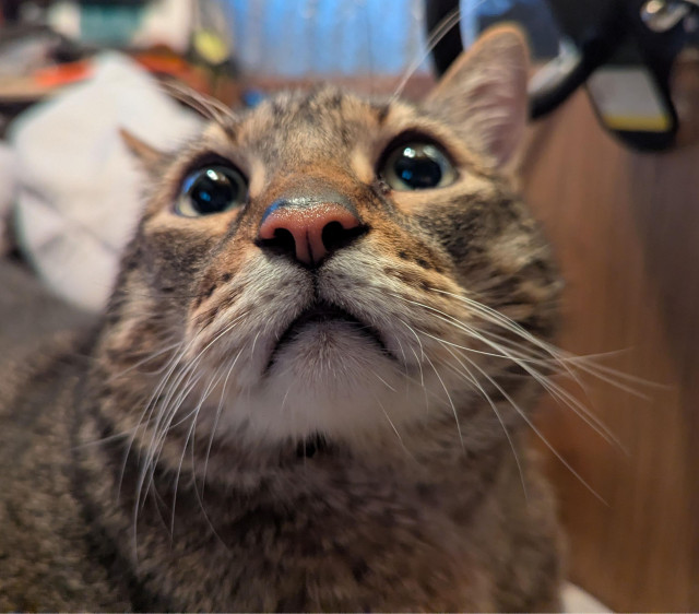 Waffles the three-legged, chonky, tabby cat, looking quite alarmed, very close up.