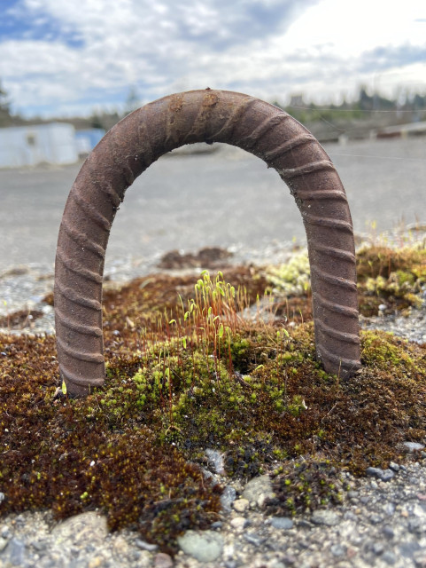 Moss with plump green sporophytes with red stems, growing under a loop of rebar on a concrete block. The rebar looks like an arched garden gate. 