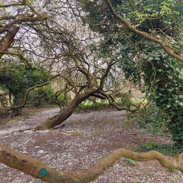 The enormous cherry plum, whose canopy creates the museum's den. Its blossom for this year is starting to fall, and it is carpeting the floor.