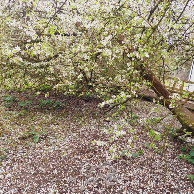 Spring blossom from the cherry plum at the bottom of the garden is starting to fall, the ground of the den is covered in it.
