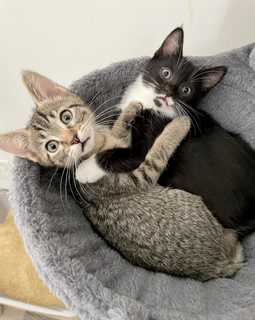 Two small kittens in a cat tree basket- one tabby, one tuxedo- both with startled expressions after getting caught wrestling