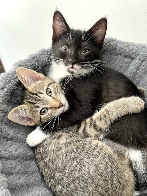 Two small kittens in a cat tree basket- one tabby, one tuxedo- hugging each other