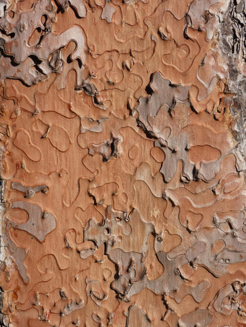 Close photo of the bark of a Ponderosa Pine, which looks like a russet jigsaw puzzle, with layers of broadly rippled, puzzle-piece-y scales that fit together and over each other like the tender plates of a young dragon.