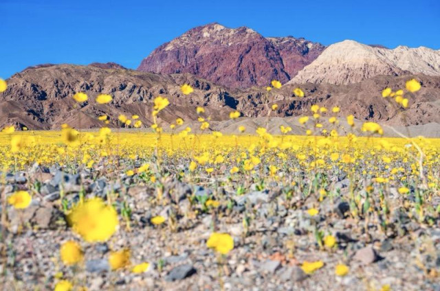 A wildflower superbloom in Death Valley National Park, California