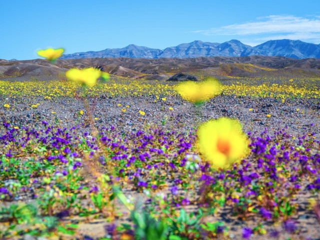 A wildflower superbloom in Death Valley National Park, California