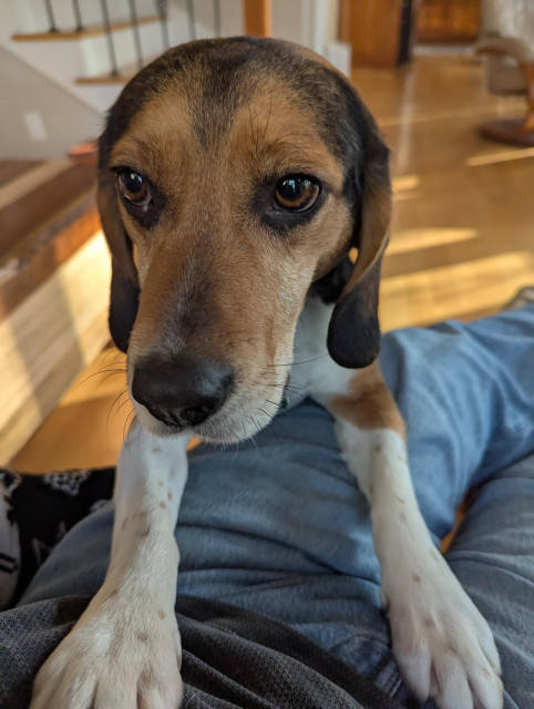 Photo of beagle with paws up on my lap, looking full of woe and ennui