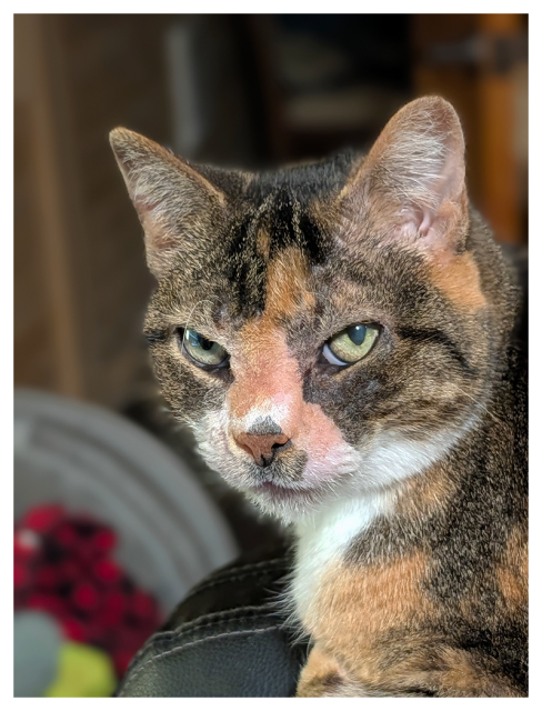 close-up of a calico cat with green eyes making contact. the background is out of focus.