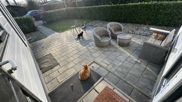 George, Washy and a neighbor cat together in our garden