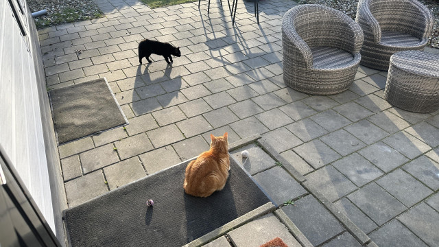 George and a neighbor cat