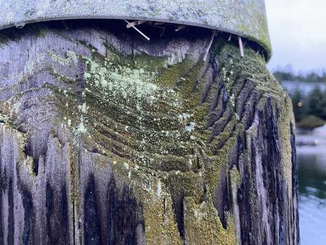A weathered pole with a metal cap. It has been cut into a point at the top, and the tree rings have separated with age, leaving a kind of topographic map, with dark green and light gray lichens. 