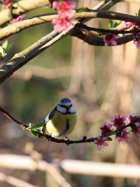 Photo d'une mésange bleue perchée sur un arbre aux petites fleurs roses foncées.