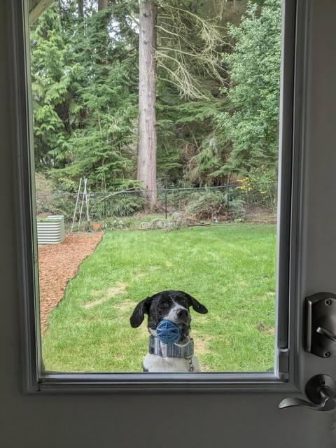 View through a back door window of a black & white dog holding a blue ball in her mouth.