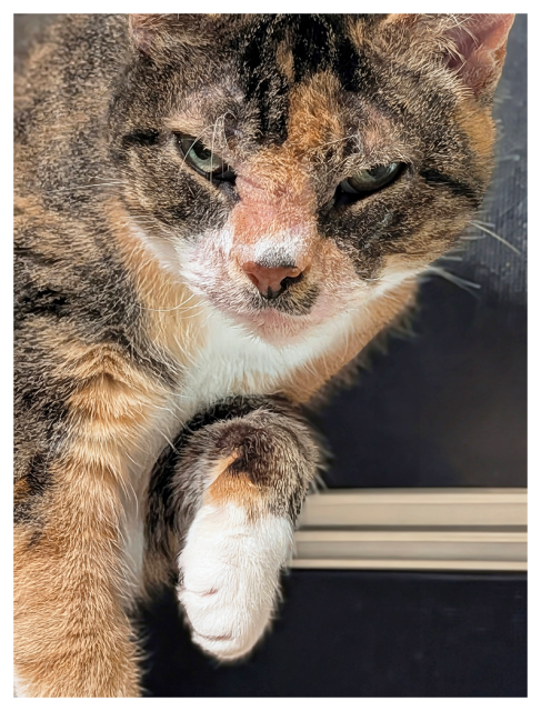 night. close-up of calico cat with green eyes with left paw lifted making eye contact. the background is a screened window open at the bottom.