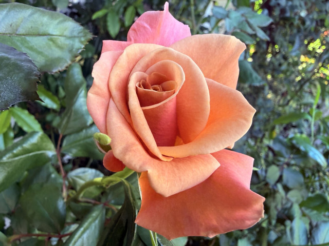 A peach rose halfway bloomed surrounded by the greenery of leaves 